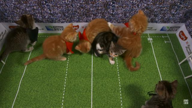 Coupe du monde : Le remake de France - Nouvelle-Zélande avec des chats.