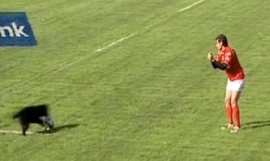 L'épineux problème des streakers canins en Argentine