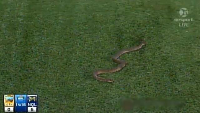 INSOLITE – Quand un serpent s’invite à un match de NRL.